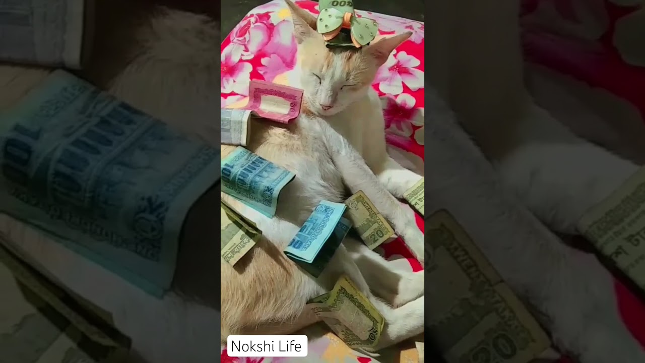 Cat Funny Video 💚 