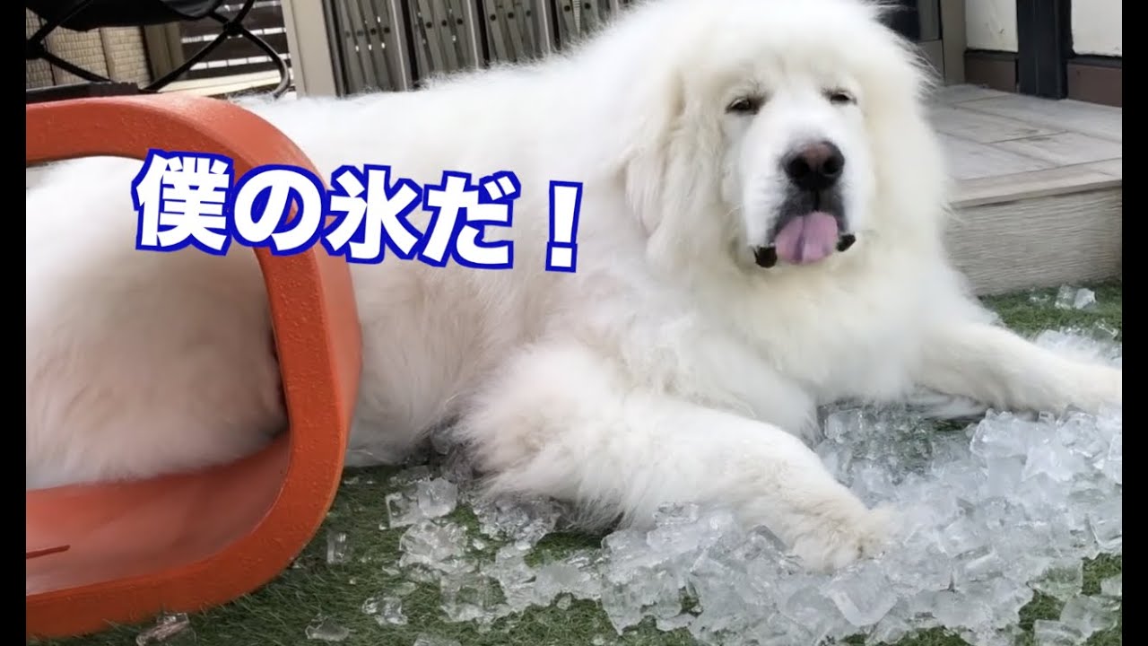 夏は氷が必需品 冷たくて気持ちがいい グレートピレニーズ