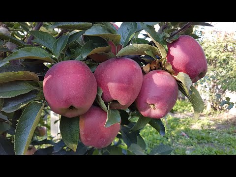 Video: Starkrimsoni pirniteave: Starkrimsoni pirnide kasvatamine maastikul