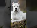 Denjaras dogs species ll ytshort song viral trending animals dog akarshgun