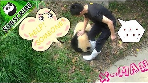 How clumsy can a panda cub be? As clumsy as this! | iPanda