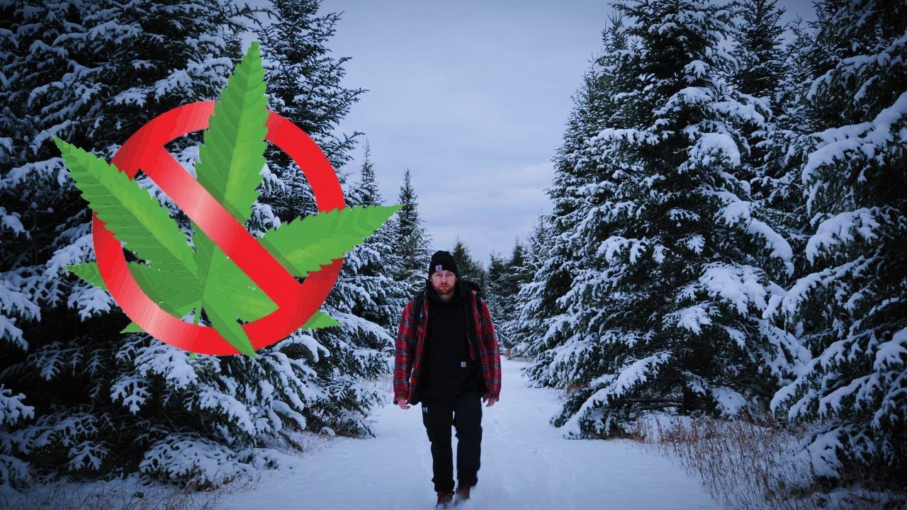 50 дней без марихуаны после 14 лет курения