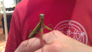 Manny The Mantis
