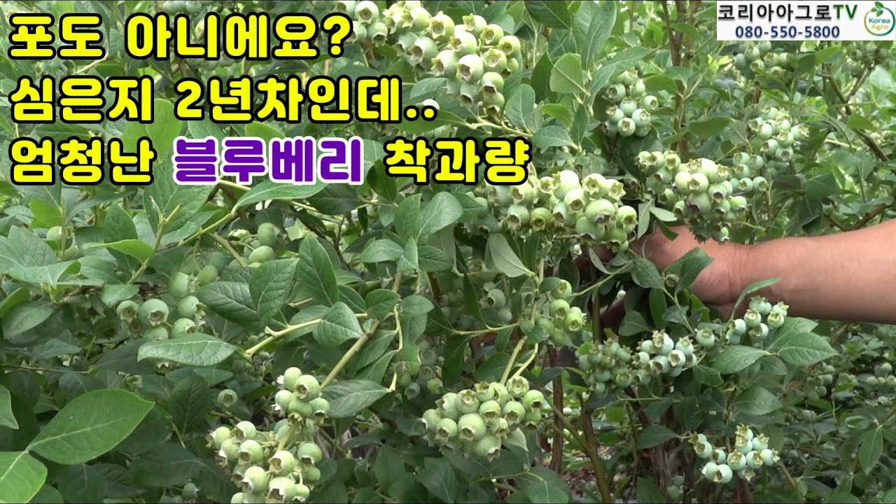 심은지 2년차 블루베리..엄청난 착과량 나무당 5키로 수확 기대?