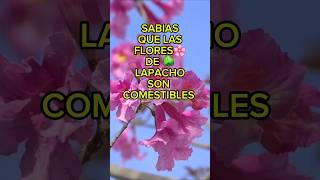 SABIAS QUE LAS 🌸 FLORES DE LAPACHO🌳SON COMESTIBLES?