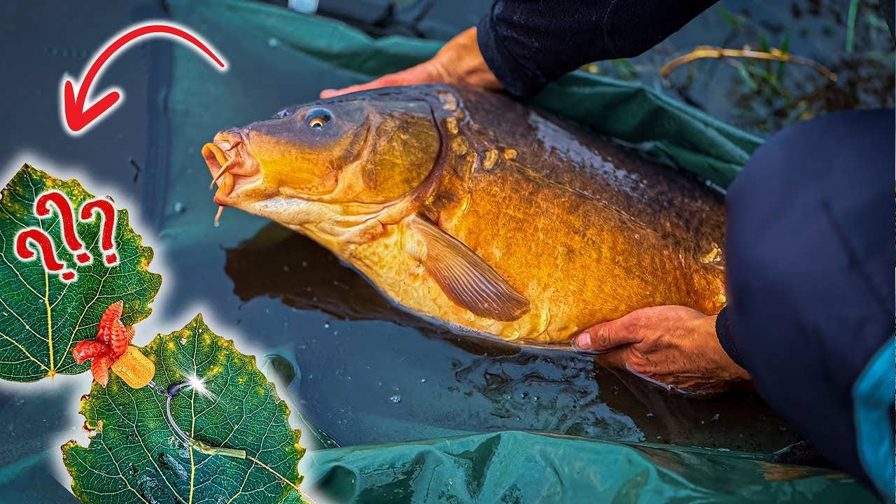 Осінній жор коропа, наживка котра розриває по холодній воді, рибалка сезону Куровичі