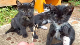 Homeless kittens coming over to play were so cute | Cute Kittens 😍