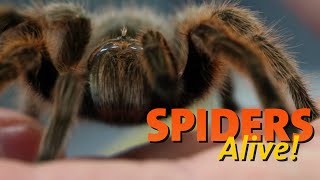 Spiders Alive! - Spider Facts 101
