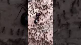Following the queen ant #ants #antcolony #queenant