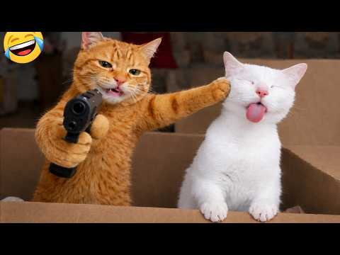 Best Funny Animal Videos 😹 | Funniest Cat Moments Compilation 2026