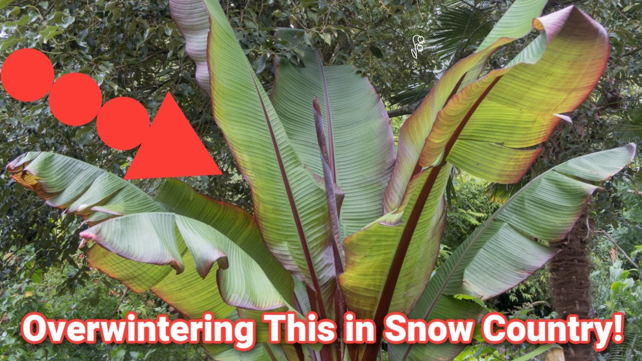 Overwintering A Red Banana Plant Indoor Seed Starting Rack YouTube overwintering-a-red-banana-plant-indoor-seed-starting-rack-youtube