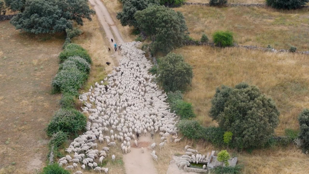 DIRECTO AL GRANO 11X21