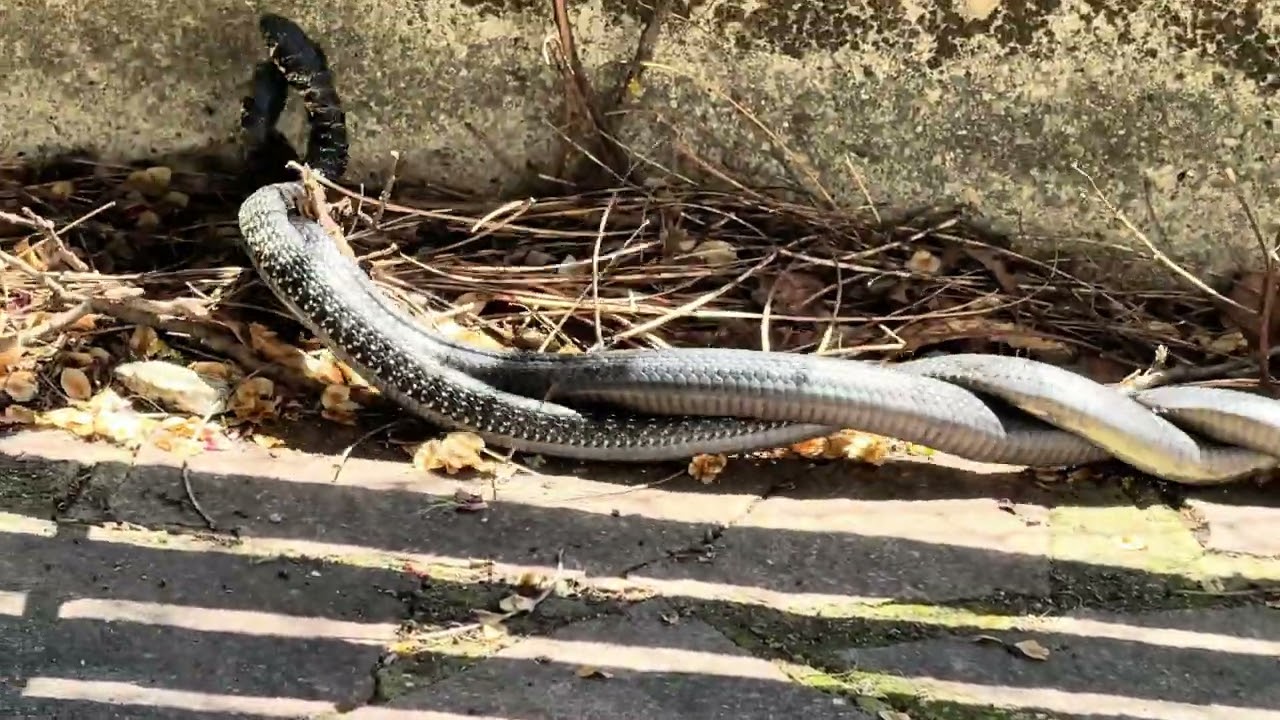 Lotta di Serpenti Biacchi che “giocano”! 😱 Biacco e Biacca amici per sempre!! 🥰😍