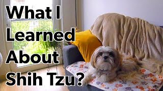 Things to Know Before You Get a Shih Tzu