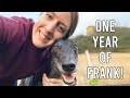 1 YEAR UPDATE ON MY GREYHOUND FRANK | Coat, Weight, Temperament & more!