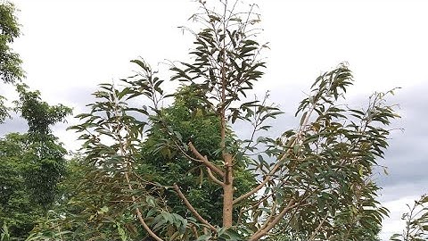 CÓ NÊN CẮT CÀNH, CẮT NGỌN CÂY SẦU RIÊNG KHÔNG?: 0918 456 457- 0375 456 457- 0945 456 457