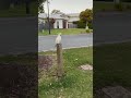 Cockatoos in Australia #Australia #cockatoos #goldcoast #birds #nature