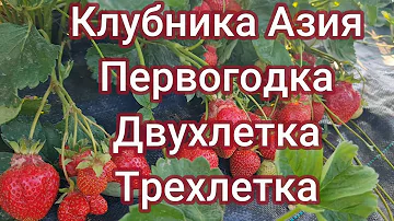 Клубника Азия