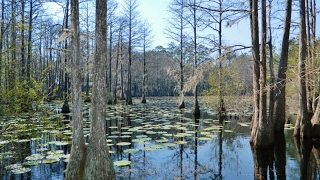 Hidden Lakes Lot - Weeks Drive | Tallahassee Real Estate | Virtual Tour