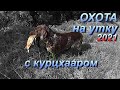 ОТЛИЧНАЯ охота на утку 2021 с легавой на подъем