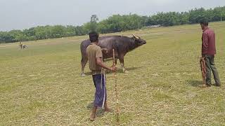 Assam buffalo fight..Babulal da mohor juj aaji logaisil...