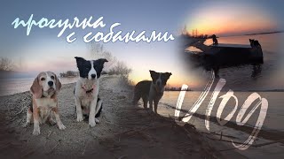 Vlog ~ ПРОГУЛКА С СОБАКАМИ | бордер колли Черри и бигль Хена