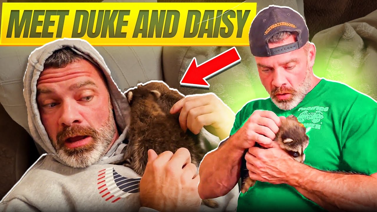 Bodybuilding & Fostering Baby Raccoons! 🦝