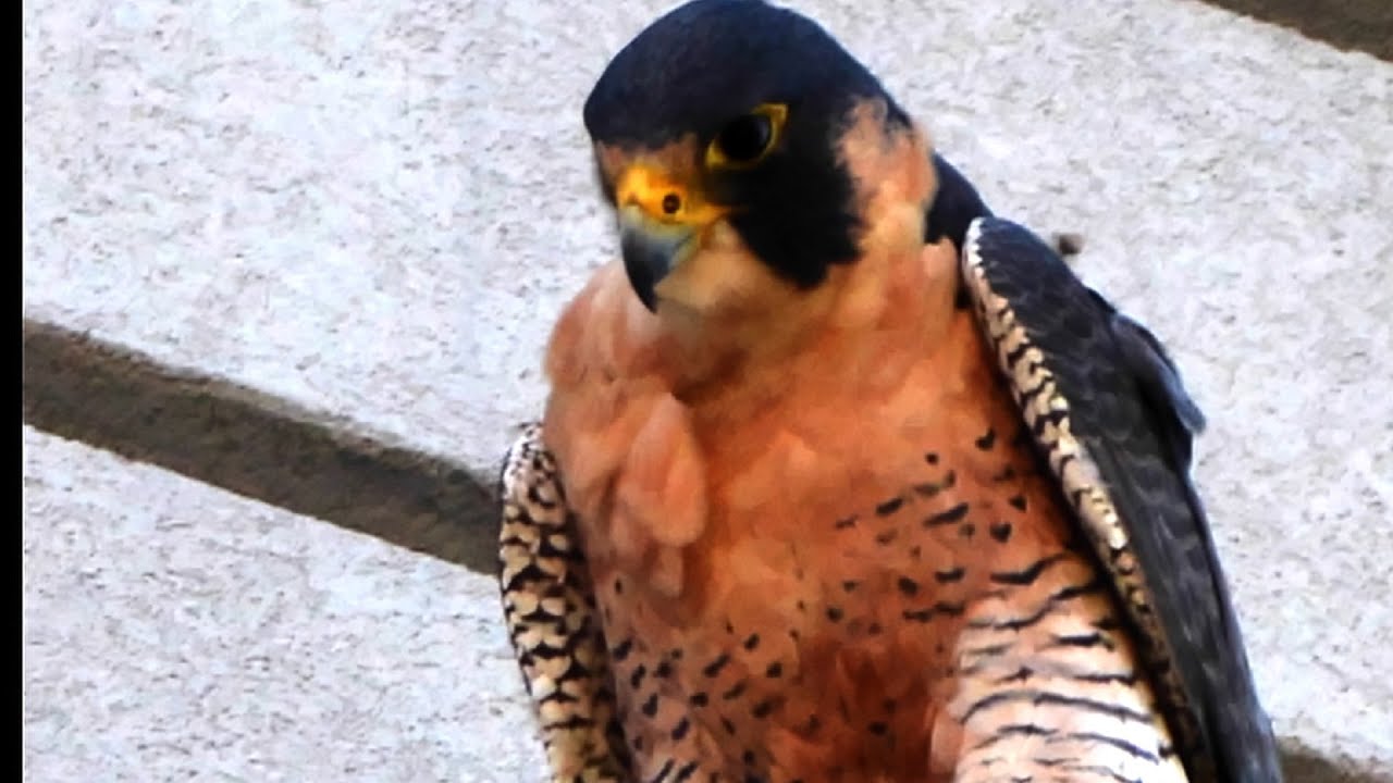 Hawk Photographer (Texas Country Reporter)