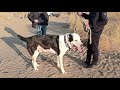 Турнир Тест Испытаний Левап Саят 1 ый тур обзор собак.  Поездка в Левап.  Turkmen It alabay Asian