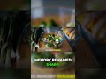 Alzheimer's Defense: Olive Oil's Brain Power!