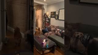229 1st Avenue Apt 1A