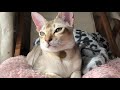 眠そうなじゅにさんの邪魔する   Singapura cat sleepy の動画、YouTube動画。