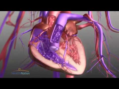 Видео: Загасны зүрх судасны систем