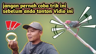 uji coba mikat burung prenjak kepala merah pakai double tape 🤔