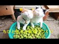 ちびとちろと梅漬けつくり 220714