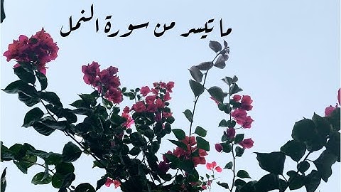 ارح مسمعك بتلاوة من سورة النمل للقارئ ادريس ابكر تراويح ليلة 20 رمضان 1441