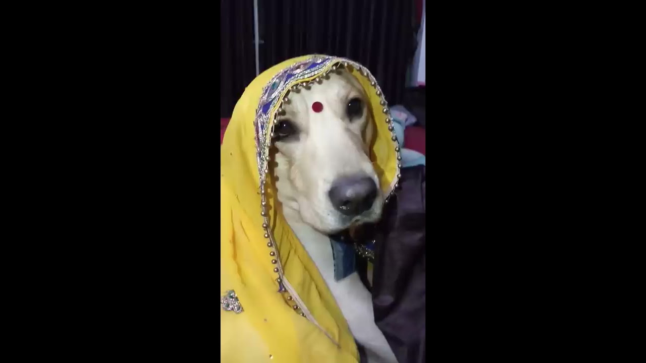 Cute labrador  dog shy on 52 gaj ka daman   renuka pawar song