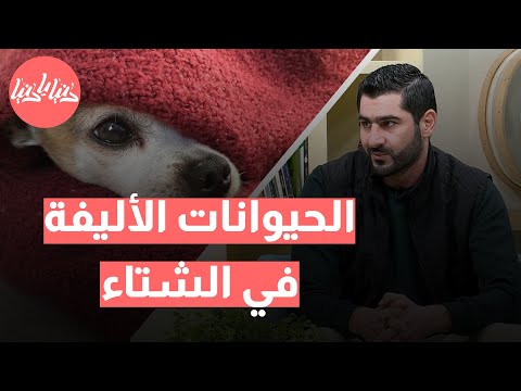 كيف تضمن راحة وصحة حيوانك الأليف خلال فصل الشتاء