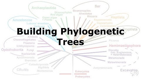 Building Phylogenetic Trees