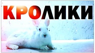 Галилео. Кролики(725 от 08.04.2011 Как разводят кроликов на ферме? С какой скоростью размножаются кролики? Редактор сюжета: Мари..., 2012-11-01T09:56:45.000Z)