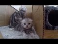 Кошка видит опасность. Котёнок негодует. Защита котёнка) kitten protected