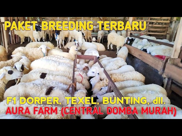 PAKET BREEDING F1 DORPER, DOMBA BUNTING, dll. TERBARU di AURA FARM class=