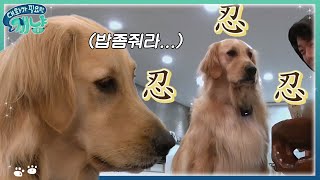 Dear My Human 이정신 멍뭉이 ′심바′, 이렇게 착한 강아지는 처음이야..! 171213 EP.13