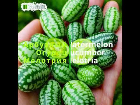 Арбузный огурец Мелотрия, Семена - YouTube