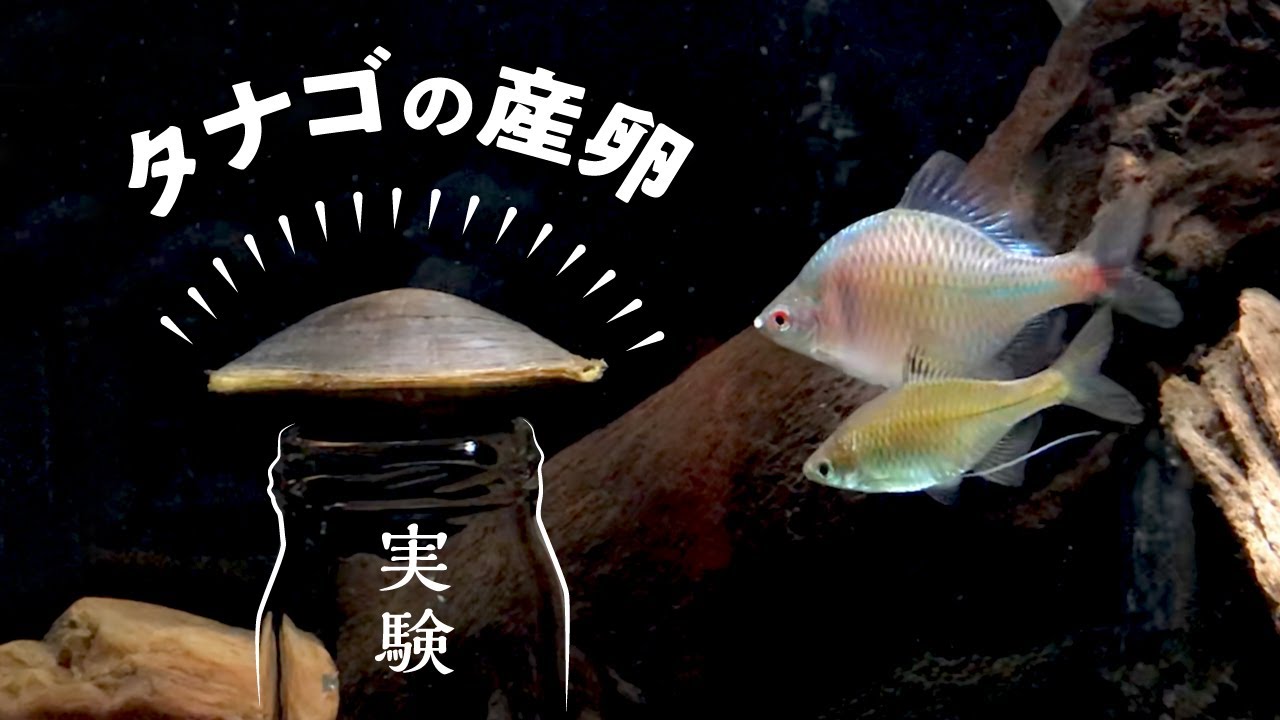 タナゴの産卵シーンが見たい 貝に卵を産む不思議な魚 Youtube