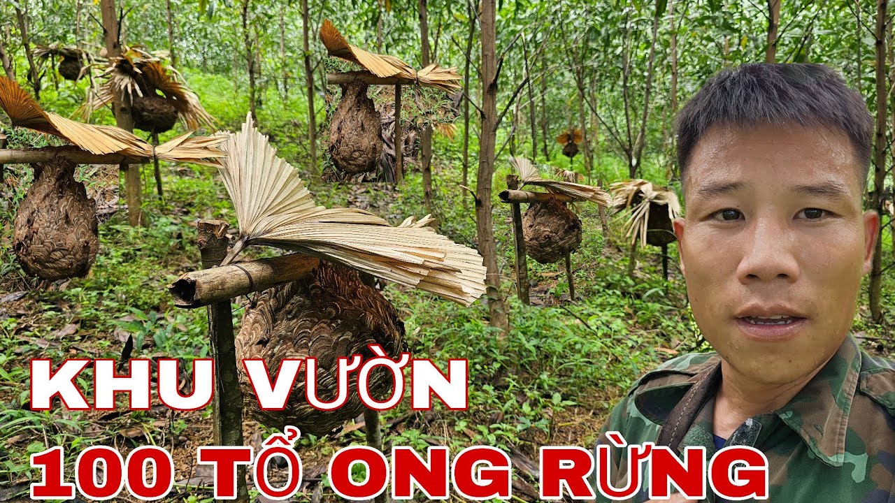 KHAI THÁC RẤT NHIỀU TỔ ONG VÒ VẼ & NHỘNG ONG NON LÀ MỒI CÂU CÁ LÝ TƯỞNG !