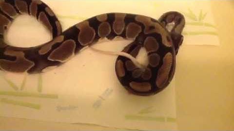 Ball python eats live rat part 2