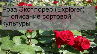 Роза Эксплорер (Explorer) — описание сортовой культуры screenshot 5