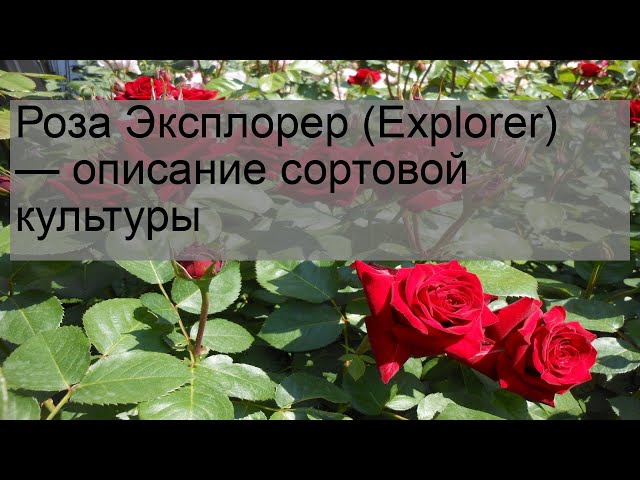 Роза Эксплорер Фото И Описание