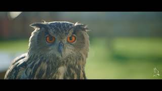 Falconeria nella terra di Federico by Airfilm_it 119 views 2 years ago 1 minute, 56 seconds